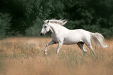 Fototapeta Konie - Beautiful photo of a white horse in nature adorable photo of pets
