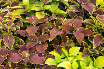 Wall Mural - Coleus ornamental decorative leaves in summer flower bed in garden