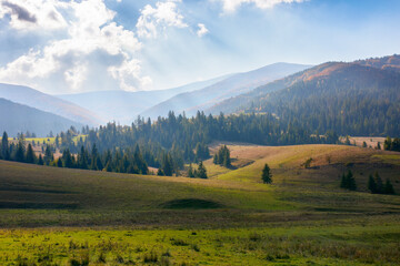 rural fields and meadows on rolling hills. countryside landscape in carpathian mountains on a sunny autumn evening