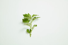 Mugwort Decorated In White Background , Green Leaf Using For Goods Of Health , Nature Leaf Content