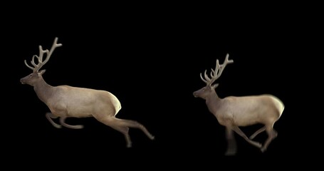 Wall Mural - Set of wapiti running and jumping. Isolated cyclic animation. Element for visual effects.