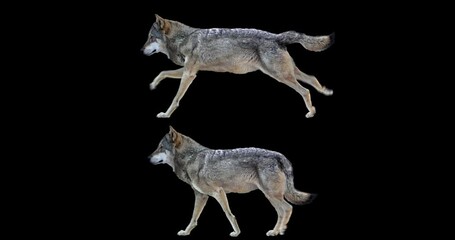 Wall Mural - Set of wolf walking and running realistic animation. Isolated animal video including alpha channel allows to add background in post-production. Element for visual effects.