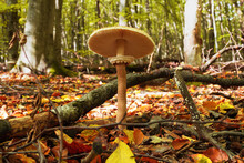 Mushroom Macrolepiota Procera On Autumn Forest Background