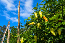 Chili Tree In The Garden. Yellowish Fresh Fruit On A Bright Blue Sky Background During The Day