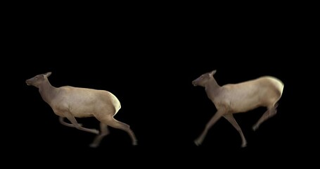 Wall Mural - Set of female wapiti running and jumping. Isolated cyclic animation. Element for visual effects.