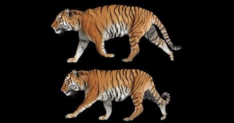 Wall Mural - Set of tiger running and walking realistic animation. Isolated animal video including alpha channel allows to add background in post-production. Element for visual effects.
