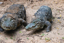 Two Crocodiles Walking Side By Side