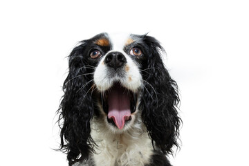 Wall Mural - Cavalier dog creaming or yawning. Isolated on white backgorund