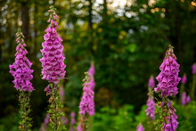 A Bunch Of Foxglove (Digitalis Purpurea) Standing In The Foregrand In A Forest, British Columbia