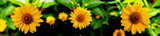 Fototapeta Kwiaty - Panel szklany do kuchni żółte kwiaty na czarnym tle