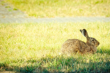 Feldhase - Hase - Rabbit - Wildlife - Frühling - Springtime- Spring - Ostern