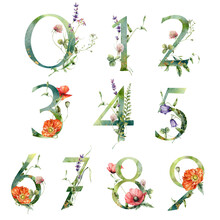 Watercolor Numbers Set Of Wild Flowers. Hand Painted Floral Symbols Isolated On White Background. Holiday Illustration For Design, Print, Fabric Or Background.