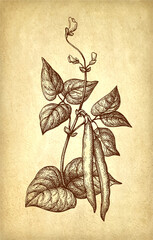 Wall Mural - common bean plant ink sketch.