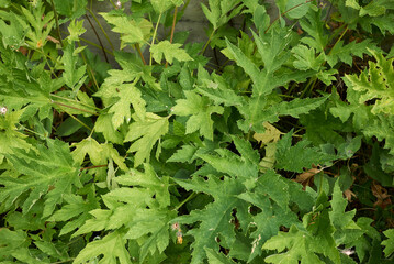 Wall Mural - Heracleum sphondylium plant close up