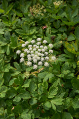 Wall Mural - Peucedanum ostruthium close up