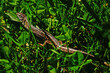 Lizard with shiny skin sits in green bright grass on a lawn on a sunny spring day