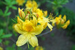 Rhododendron flower with delicate yellow petals on a branch with green leaves on a bush in the park