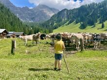 Little Boy With Traditional Hat And Wooden Stick Helping To Herd Cows In Austrian Alps. Vorarlberg, Austria.