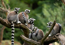 Pack Of The Ring-tailed Lemur (Lemur Catta).