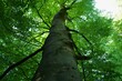 impressive beech tree trunk