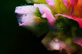Fototapeta Storczyk - Wet rose flower abstract