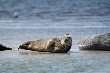 Wall Mural - Seals in group swimming in the sea or resting on a beach in Denmark, Skagen, Grenen.