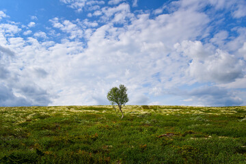 Lonely birch tree in barren landscape