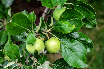 Canvas Print - green apples on a branch