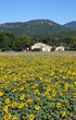 canvas print picture - Sonnenblumenfeld in der Provence