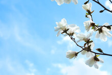 Closeup View Of Beautiful Blossoming Magnolia Tree Against Blue Sky. Space For Text