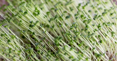 Poster - Sprouted chia seed at home garden