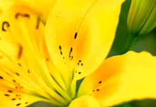 Closeup Of A Yellow Lily Flower. Selective Focus. Beautiful Flower Wallpaper