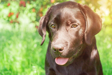 Sticker - Labrador retriever puppy portrait, pet. A dog on a sunny day.