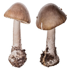 Poster - isolated two edible grisette mushrooms