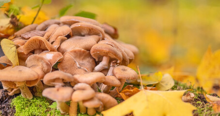 Sticker - honey fungus on bright autumn background