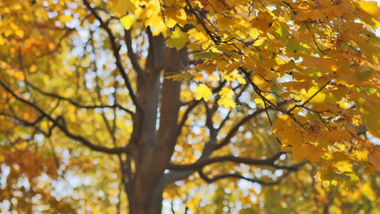 Canvas Print - autumn gold branches on trees background