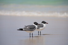 Laughing Gull (Leucophaeus Atricilla) - Two Gulls Standing On The Beach, Miami Beach, Florida