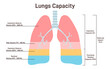Lung capacity. Lung volume of air in the lungs at different phases