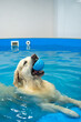 golden retriever dog playing with ball in the swimming pool. Pet rehabilitation. Recovery training prevention for hydrotherapy. pet health care