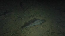 European Perch Hunting And Hiding In The Dark At A Night Dive In Switzerland 