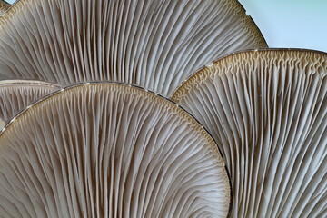 mushrooms on a green background