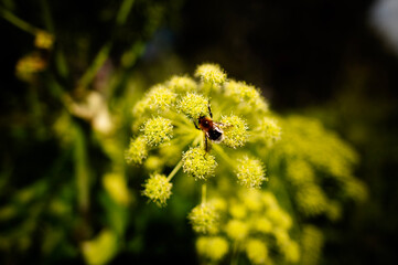 spider on a flower