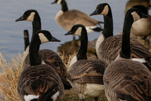 Gaggle Of Canadian Geese