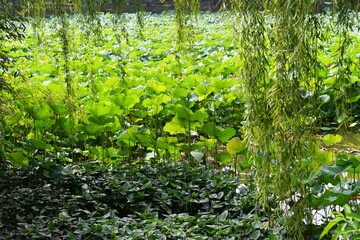 a pond full of lotus flowers