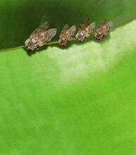 Background, Four Cicadas On A Green Leaf In The Sun