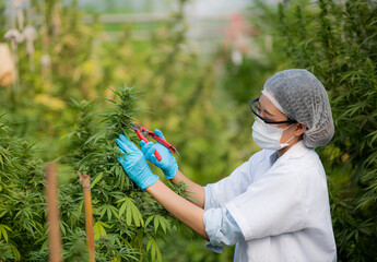 scissors trimming marijuana. medical and recreational marijuana being trimmed and processed for cons