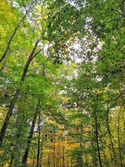 Transforming Green and Yellow Tree Leaves in Autumn Forest Park