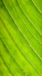 © dev - vertical macro shot of curved lines on a fresh green leaf