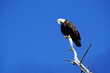 Bald Eagle on a Dead Tree's Branch, looking down