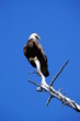 Bald Eagle perched on a Dead Tree